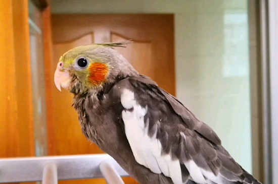 玄鳳幾個(gè)月開始洗澡