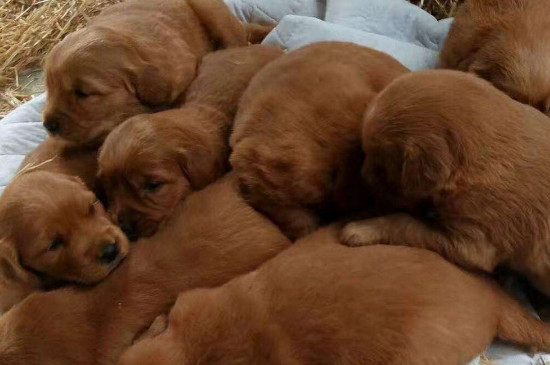 金毛幼犬一天喂幾頓