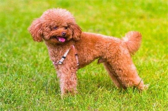 貴賓犬怎么訓(xùn)練大小便，掌握規(guī)律賞罰分明并要從小訓(xùn)練