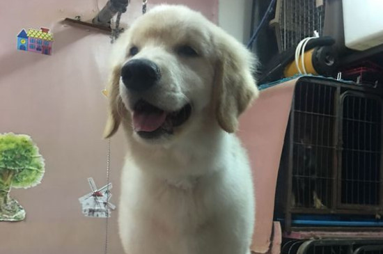 金毛犬性格怎么樣，關(guān)于金毛的脾氣特點(diǎn)介紹