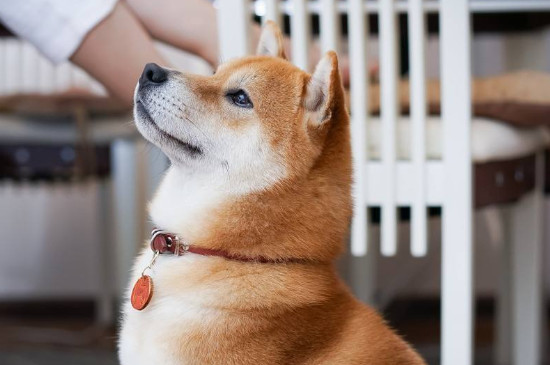 日本柴犬智商高嗎，智商排名第79相當(dāng)于三四歲小孩