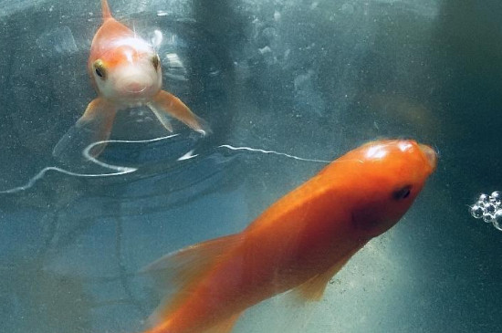 泥鰍可以和金魚一起養(yǎng)嗎