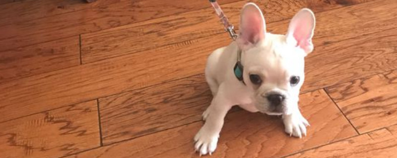 斗牛犬適合在籠子里養(yǎng)嗎，斗牛犬關(guān)籠子養(yǎng)的危害