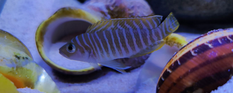 魚怎么分公母，分辨魚雌雄的方法