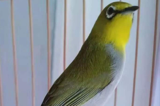 繡眼鳥怎么養(yǎng)
