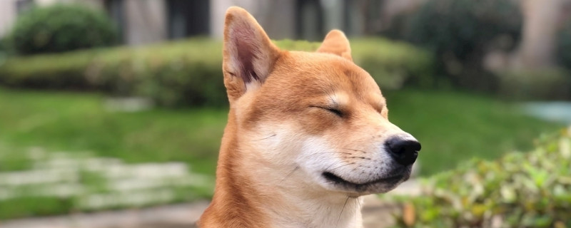 為什么柴犬長(zhǎng)得像土狗
