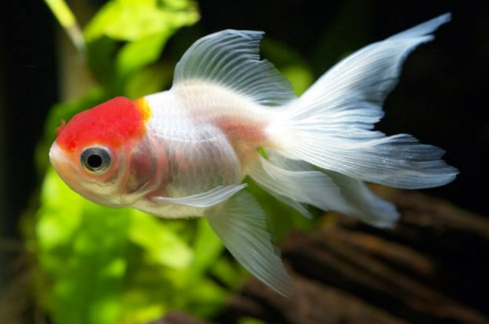 魚喜歡主人的表現(xiàn)