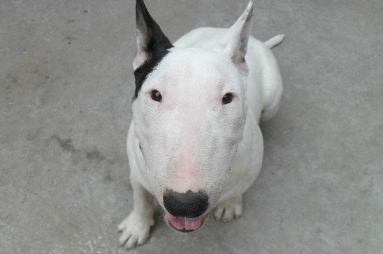 美國牛頭梗厲害嗎，牛頭梗犬對戰(zhàn)比特犬的結(jié)局