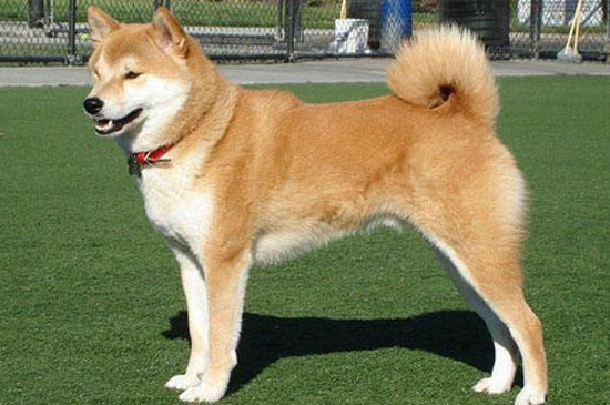 柴犬秋田犬區(qū)別