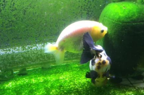 魚缸里的綠藻怎么清理
