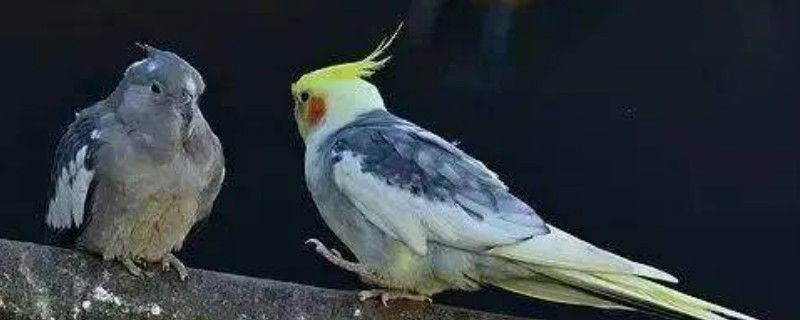 玄鳳鸚鵡不吃東西怎么辦