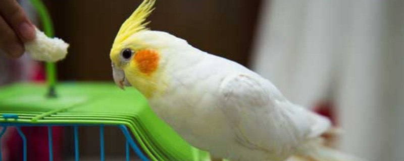 怎樣不讓玄鳳鸚鵡亂拉屎