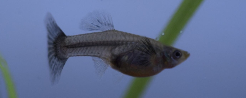 孔雀魚兩次生產(chǎn)隔多久