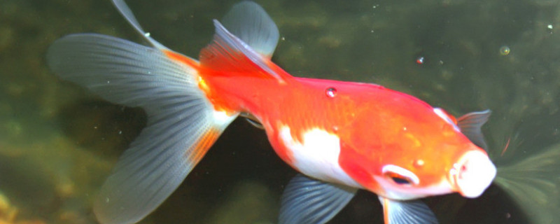 金魚多久產(chǎn)卵一次