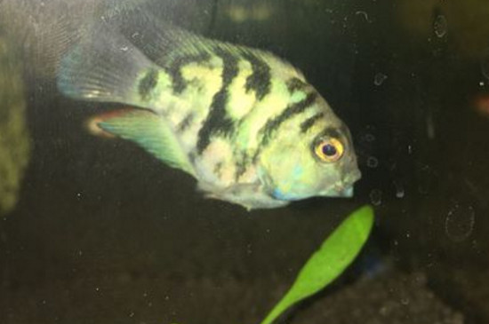 迷你鸚鵡魚打架的原因
