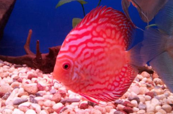 七彩神仙魚為什么互相咬