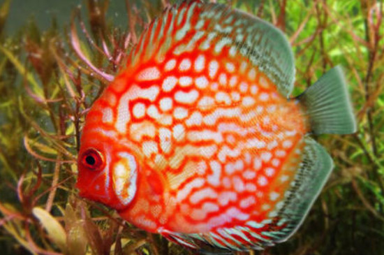 七彩神仙魚為什么躲在角落