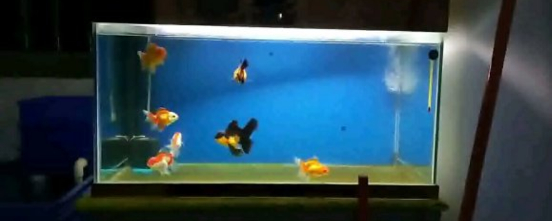金魚尾巴彎曲怎么回事