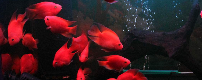 鸚鵡魚(yú)為什么咬地圖魚(yú)