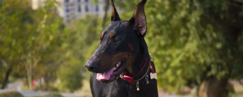 杜賓是禁養(yǎng)犬嗎