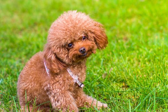 貴賓犬怎么訓(xùn)練