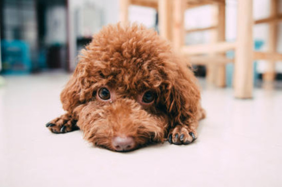 養(yǎng)泰迪犬對(duì)人的危害