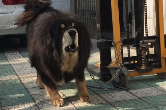 純種藏獒價格多少錢一只，藏獒價位大概在5000-20000元