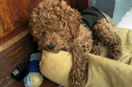 泰迪犬的優(yōu)缺點有哪些