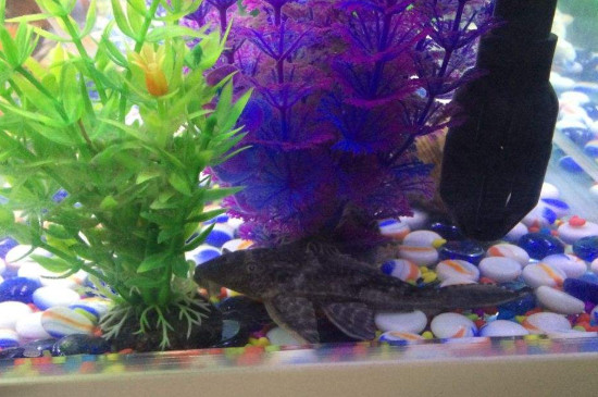 魚缸太干凈清道夫吃啥