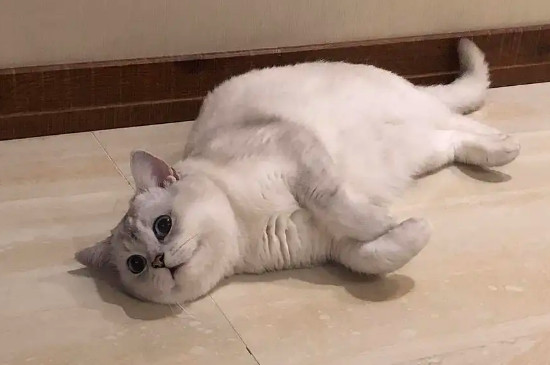 一個月小貓如何除跳蚤