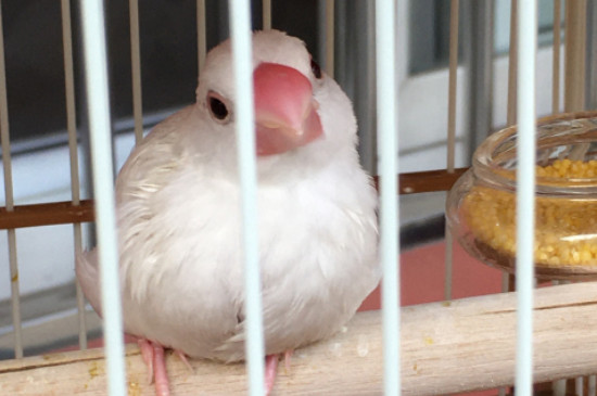 文鳥喜歡吃什么蔬菜