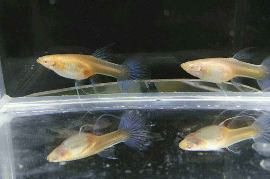 剛生出來的孔雀魚怎么養(yǎng)