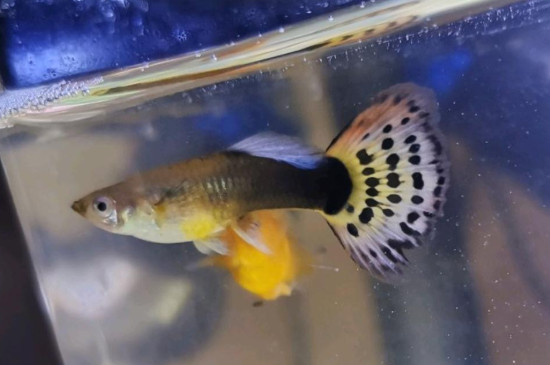 孔雀魚針尾是怎么回事