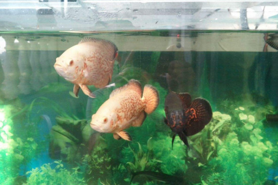 地圖魚(yú)和鸚鵡魚(yú)能一起養(yǎng)嗎