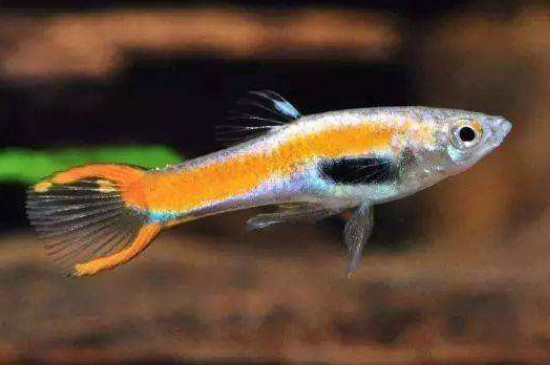 孔雀魚吃蝦嗎