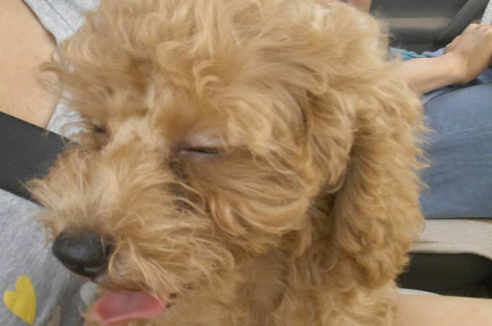 泰迪能活多久，泰迪犬壽命多少年