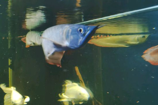 銀龍魚的飼養(yǎng)方法，飼養(yǎng)銀龍魚的技巧