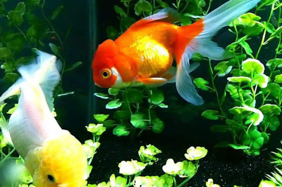 金魚好養(yǎng)嗎，養(yǎng)金魚的注意事項