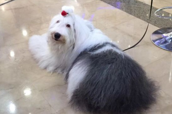 古牧犬智商排第幾，智商排名第63位