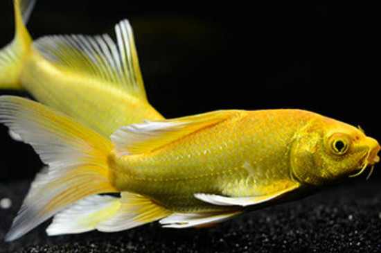 黃金錦鯉為什么咬魚