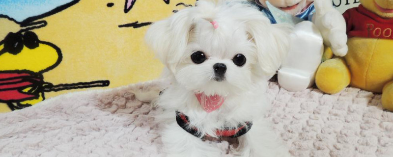 馬爾泰犬是什么