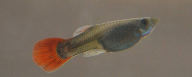 孔雀魚缸放什么石頭