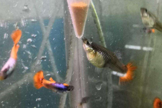 孔雀魚一天喂幾次