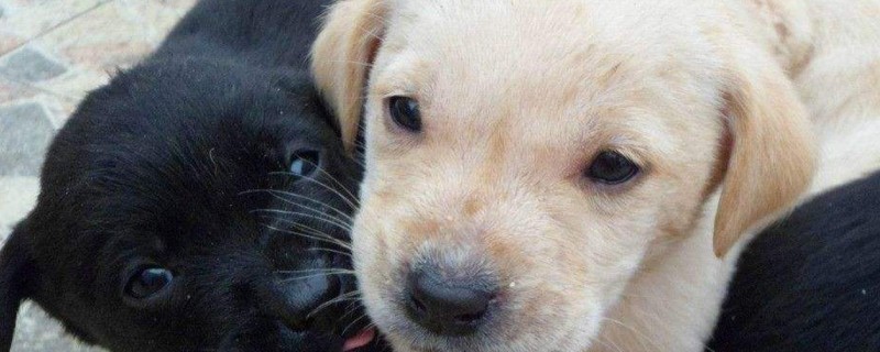 如何訓(xùn)練拉布拉多幼犬