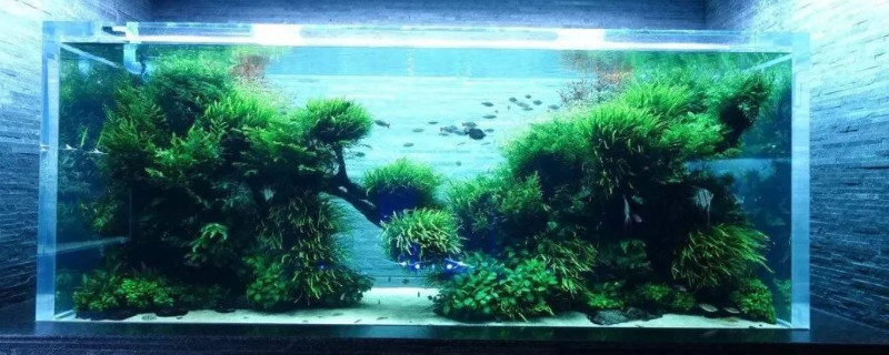 新手魚缸養(yǎng)魚的方法和技巧