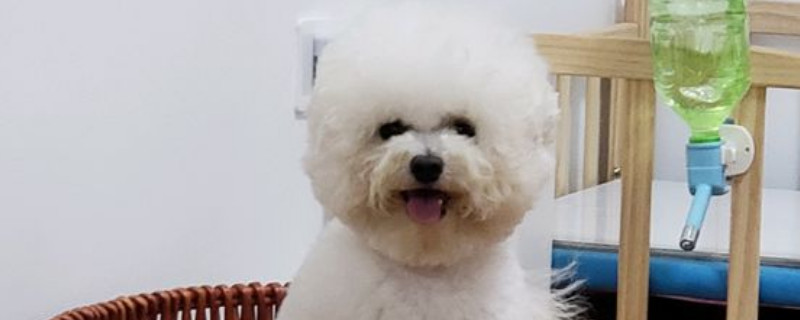 比熊被打怕了怎么辦