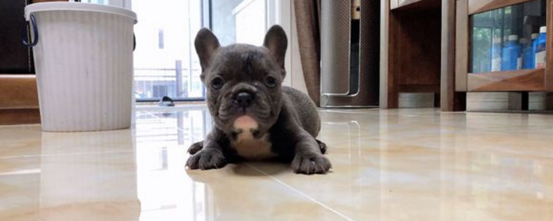法國斗牛犬怎么領(lǐng)狗證