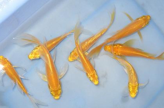 黃金錦鯉為什么會(huì)變白