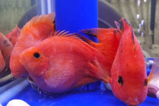 養(yǎng)鸚鵡魚的水放鹽嗎