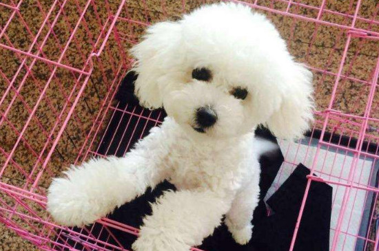 比熊犬的喂養(yǎng)方法